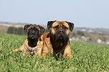 BULLMASTIFF 471